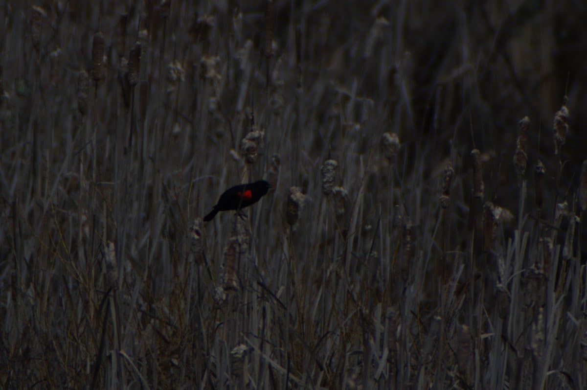 Bicolored Blackbird