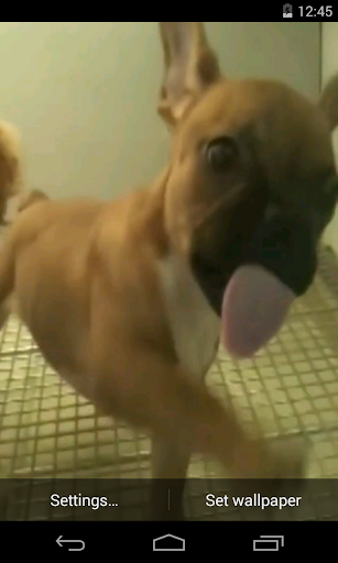 Cute puppy licks glass LWP