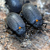 Tetratomid Beetle