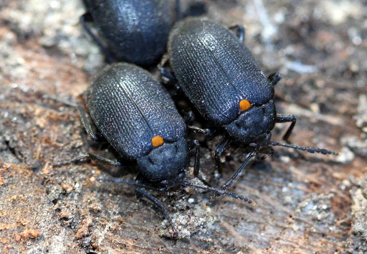 Tetratomid Beetle
