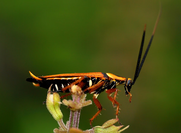 Cockroach | Project Noah
