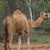 One-humped Camel