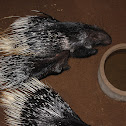 Indian Crested Porcupine