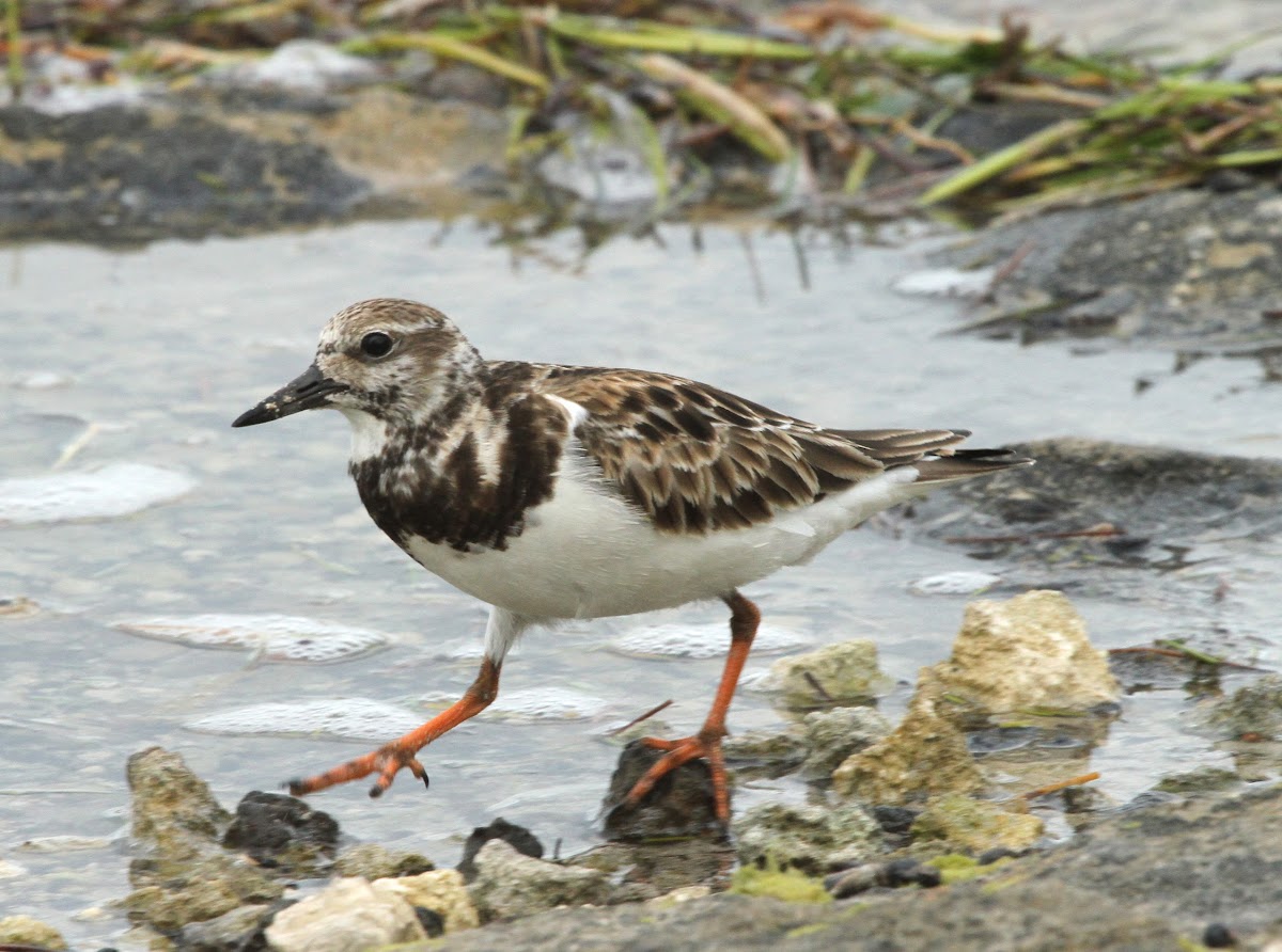 Ruddy turnstone