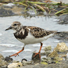 Ruddy turnstone