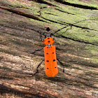 Long-horned Beetle