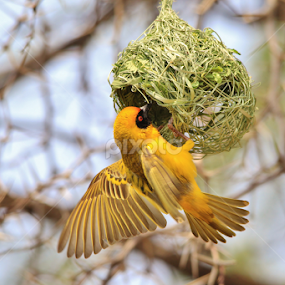 Golden Weaver - Building Home by Dries Alberts - Animals Birds