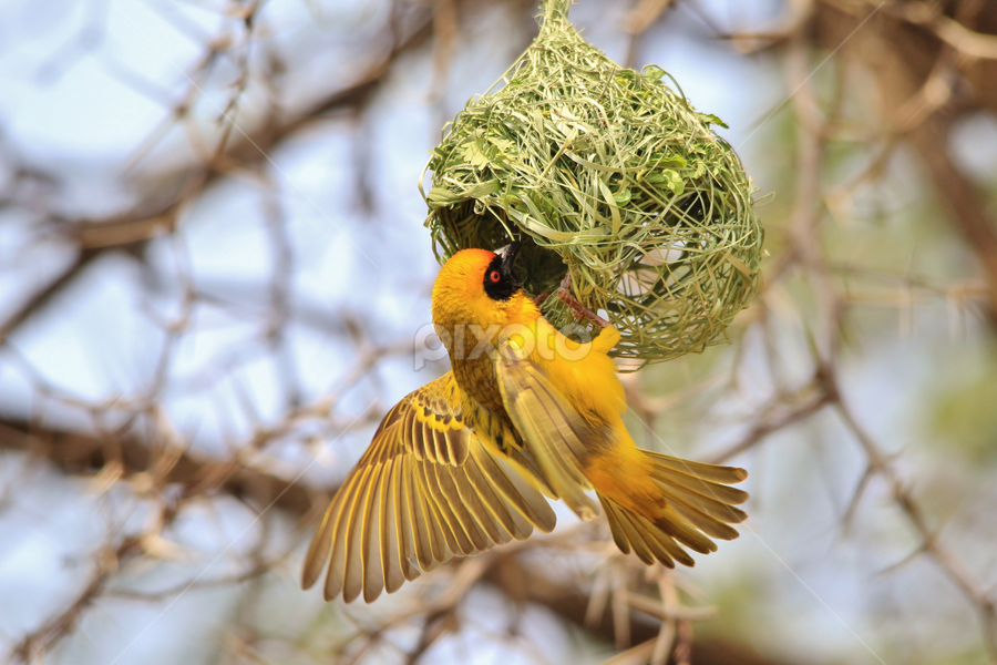 Golden Weaver - Building Home by Dries Alberts - Animals Birds