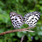 The Common Pierrot pair