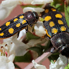 Jewel Beetle