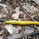 Slender Banana Slug