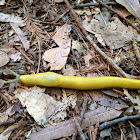 Slender Banana Slug