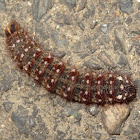 Anthelid caterpillar