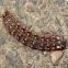 Anthelid caterpillar