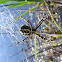 Garden Spider (black and yellow)