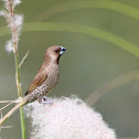 Scaly-breasted Munia or Spotted Munia