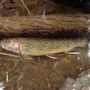 Brook trout