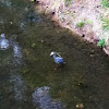 Yellow Crowned Night Heron