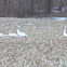 Tundra Swans