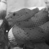 Serpiente Oropel (Costa Rica)