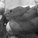 Serpiente Oropel (Costa Rica)