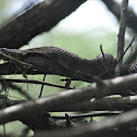 Brown Water Snake