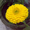 Pot marigold ( Calendula )