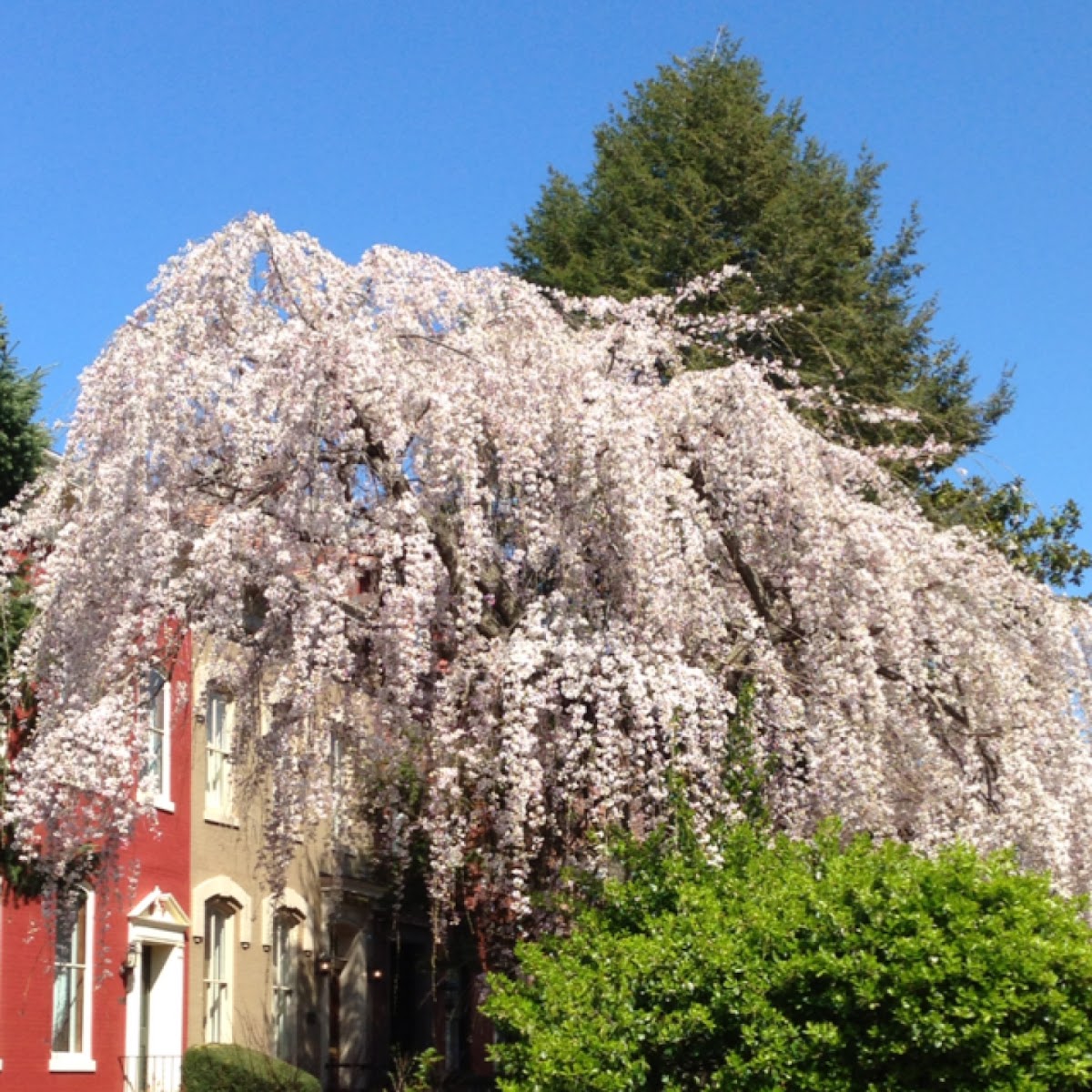 Weeping Willow