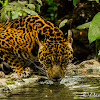 Jaguar (Onça-pintada)