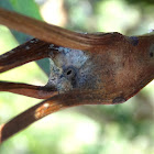 Four-horned Gumtree Gall