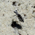 Mushtached Tiger Beetle