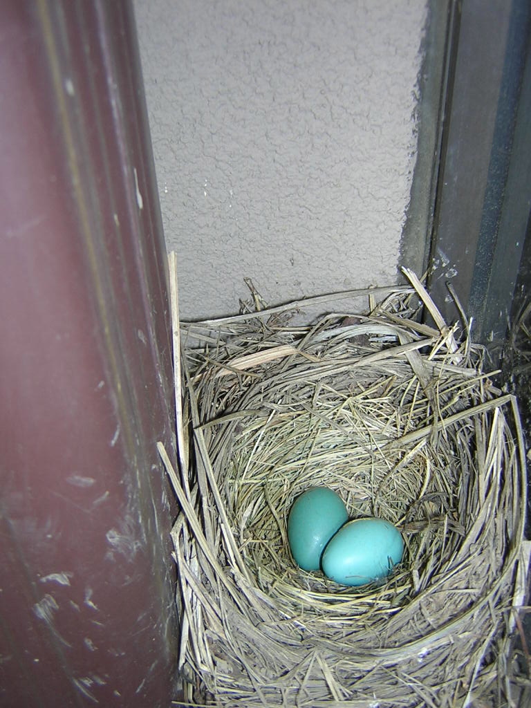 American Robin's nest