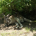 Red Kangaroo