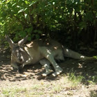 Red Kangaroo