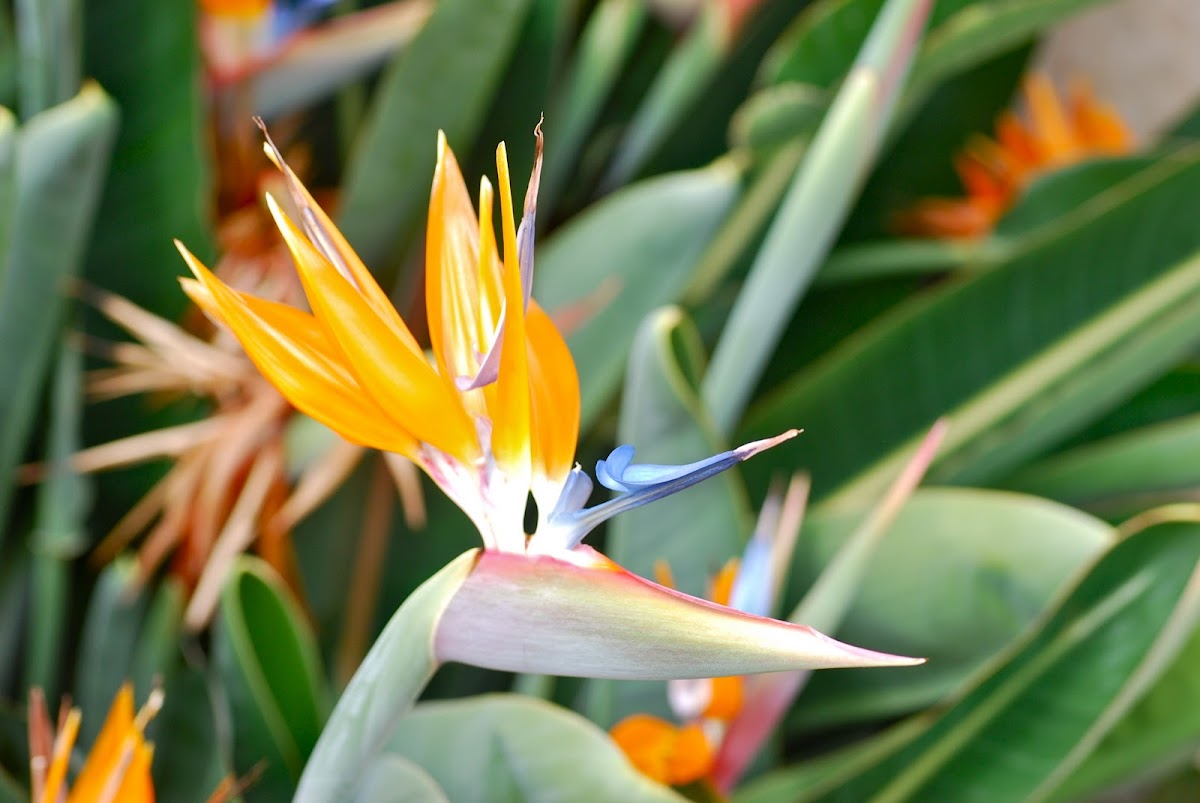 Paradiesvogelblume, Crane Flower or Bird of Paradise