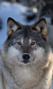 How to install Wolves Live Wallpaper pt 1.0 mod apk for bluestacks