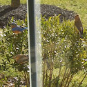 Bluebirds and Waxwing