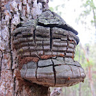 Phellinus sp. Bracket Fungi