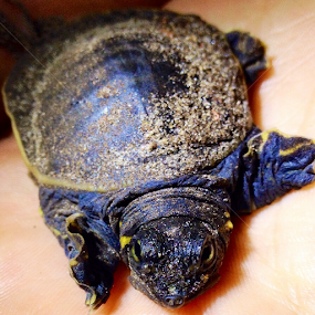 Baby Soft shell turtle by Sean Kushmick - Novices Only Wildlife