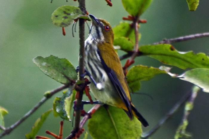 Yellew-vented Flowerpecker