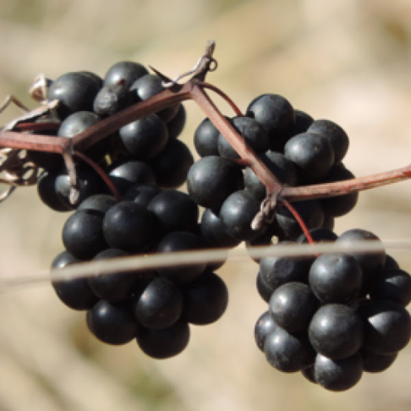 Greenbrier berries Project Noah