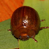 Blackwood tortoise beetle