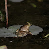 American Bullfrog (Juvenile)