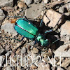 Six-spotted Green Tiger Beetle