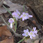 Virginia Spring Beauty