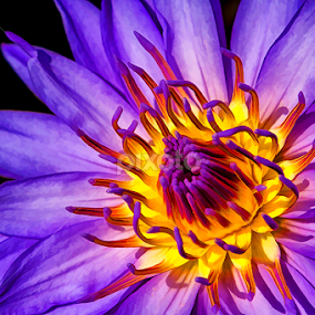 Purple Passion by Teresa Jack - Flowers Single Flower