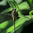 Ashy Clubtail Dragonfly