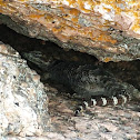 Crevice Spiny Lizard