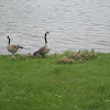 Canada Goose