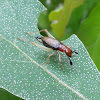Red-headed Bush Cricket (female)